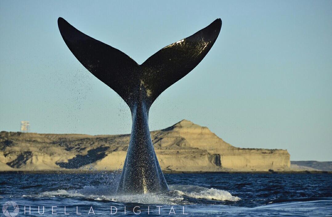 Апартаменты El Tamarisco Пуэрто-Пирамидес Экстерьер фото